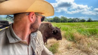 Bison Herd RELEASE Update on TX Cow [upl. by Nohtanhoj]