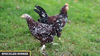 Speckled Sussex Chickens [upl. by Crescentia148]