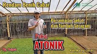 ATONIK  Berbagi Pengalaman Penyemaian Cabai Menggunakan Atonik di Kota Malang [upl. by Anyrak]