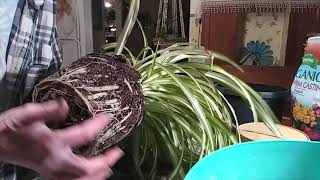 Repotting Spider Plant [upl. by Hgielrak986]