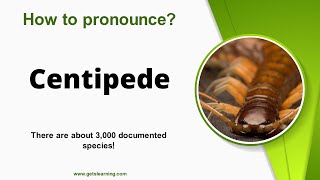 How to pronounce Centipede in English correctly [upl. by Merrel]