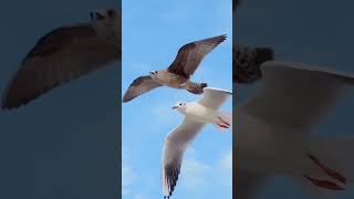 Migratory Bird  Bar tailed Godwit [upl. by Dulce]