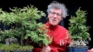 Pruning My Thuja Group Plantings Part 1 The Bonsai Zone May 2021 [upl. by Peery826]