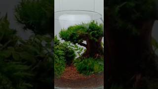 🔥 Tutorialnya Mudah Banget  Membuat Bonsai Aquascape shorts [upl. by Pompea]