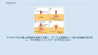 サルモネラ [upl. by Hennessy]