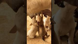 Puppy breast milk puppy doglover cute animals funny doglove dog barking love shortvideo [upl. by Ned]