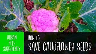 How to Save Cauliflower Seeds [upl. by Jaylene]