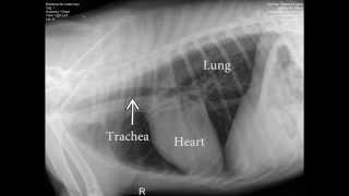 Radiographs Xrays [upl. by Nnaeerb]