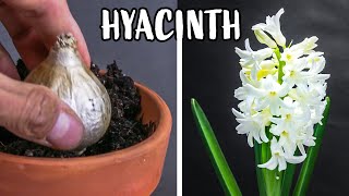 Growing Hyacinth Flower From Bulb Time Lapse 121 Days [upl. by Hannaoj]