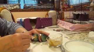 Hand Feeding Lineolated Parakeets Part 4  At 45 Days Old [upl. by Bink]