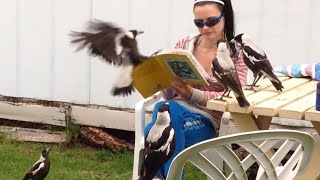 Australian Magpies  Our Best Clips Part 1 [upl. by Doolittle]