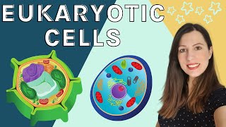 EUKARYOTIC CELLS A level Biology  Structure amp function of the organelles found in eukaryotic cells [upl. by Line]