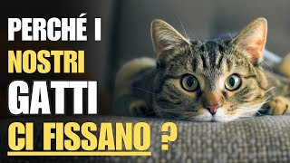 6 motivi per cui i nostri gatti ci fissano  Rimarrete sorpresi [upl. by Gretal]