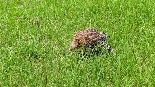 Archer Red Shouldered Hawk Crunches Bug Neurological Injury at The Avian Reconditioning Center [upl. by Eittap]