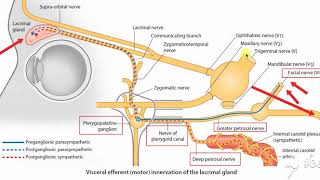 Pterygopalatine ganglion 3 [upl. by Udela]