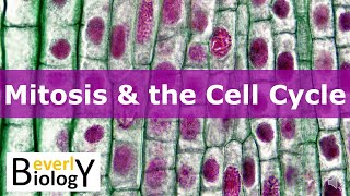 Mitosis amp the Cell Cycle updated [upl. by Llener]