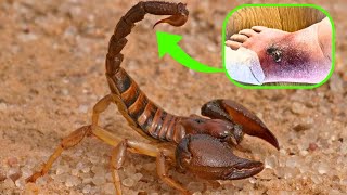 10 most venomous animals in the world [upl. by Landry]