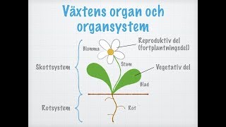 Växternas celler vävnader organ och organsystem [upl. by Alleuqcaj]