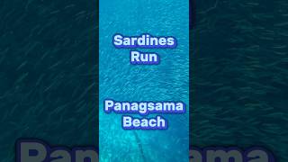 Sardines Run  Panagsama Beach  moalboal travel philippines [upl. by Macey]