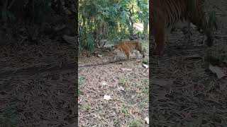 Tiger 🐯 pune zoo tiger king fair pune zoo [upl. by Eninahs509]