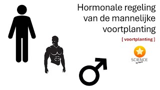 De hormonale regeling van de mannelijke voortplanting  GENETICA [upl. by Sirama]