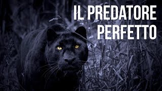 Il Predatore Perfetto  Documentario National Geographic Wild [upl. by Fredkin255]