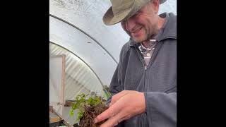 Hellebores and making more Plants [upl. by Linzer]