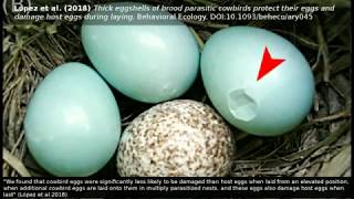 Brood parasitism Cowbird eggs damage host eggs during laying from elevated positions [upl. by Hodosh]