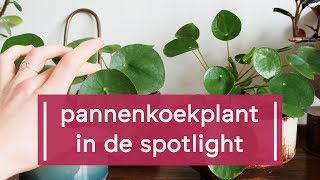 Zo verzorg je de PannenkoekplantPilea peperomioides [upl. by Arikal]