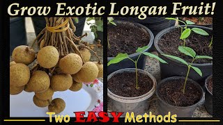 Grow Exotic Longan Seeds  2 EASY Methods [upl. by Lotte402]