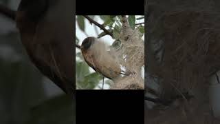 Penduline tit steal material from someone elses nest shots birds wildlife [upl. by Callida304]