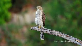 Coopers hawk calling [upl. by Emirak]