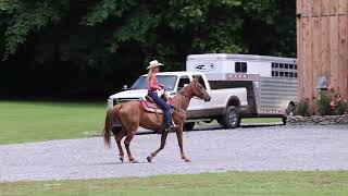 CLASSY SORREL MISSOURI FOX TROTTER MARE GENTLE AND EASY TO RIDE SMOOTH [upl. by Auberbach]