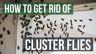 How to Get Rid of Cluster Flies 4 Simple Steps [upl. by Adur]