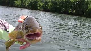 Trout Fishing the White River Arkansas Catching Big Browns [upl. by Anibla261]