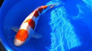 Koi Fish Selection  Jumbo 2 Year old Kohaku Koi from Japan [upl. by Oinotnaocram]