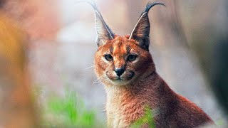 Caracal The Fastest of The Smaller Wild Cats [upl. by Akirdnwahs]