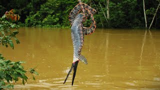 Serpiente Engulle a Golondrina PN Yasuní [upl. by Sidnala]