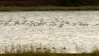 avocets in flight [upl. by Relda]