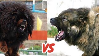 Tibetan Mastiff VS Caucasian Shepherd Who Is KING 👑 [upl. by Suiremed]