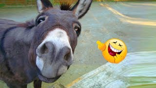 Funniest 😂 Donkey 🐴 Video Compilation Ever ｜2019 [upl. by Manolo]