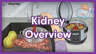 Kidney Overview Mnemonic for MCAT [upl. by Franny]