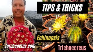 Tips and Tricks to Grow a Cactus Brent Wigand an Interview  Part 2 torch cactus [upl. by Ahsienor]