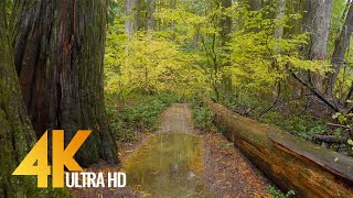 4K Rain in the Forest  Rainy Autumn Day in North Cascades NP  Nature Relax Video with Rain Sounds [upl. by Azal226]