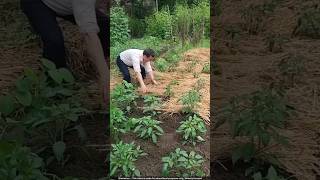 Sustainable Farming How Thai Farmers Use Rice Straw for Bumper Chilli Crops 🌶️😳 [upl. by Tyrone792]