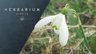 Galanthus nivalis  Common Snowdrop [upl. by Gnoud]