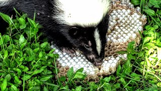 SKUNK vs HORNETS nest Yellow Jackets Wasps Nest Destroyed [upl. by Ylreveb]