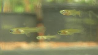 Raising Newborn Guppy Fry Care amp Feeding [upl. by Esilrahc]