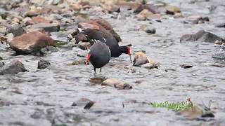 GALLARETA COMÚN en el rio alimentándose Common Gallinule Gallinula galeata [upl. by Osnohpla]