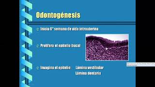 Odontogenesis y erupción [upl. by Aiciles]